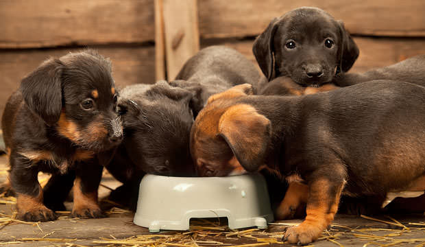 Pups  Weaning