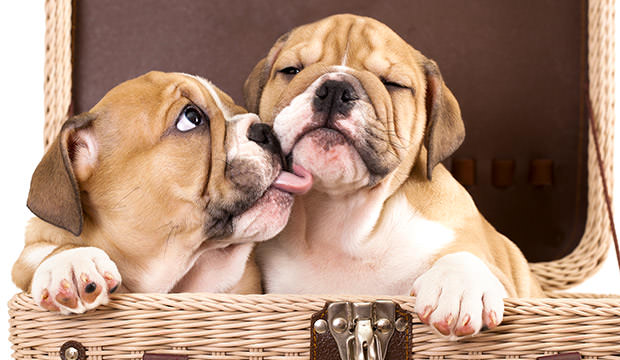 bigstock-gentle-kiss-an-English-bulldog-21862853