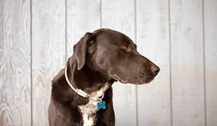 The Blue Lacy Dog