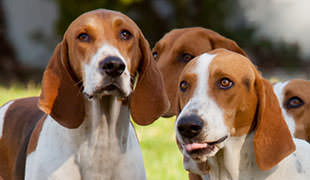 Virginia State Dog -  The American Foxhound