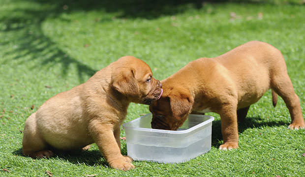 Puppy drinking water