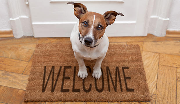 bigstock-Dog-Welcome-Home-36814013