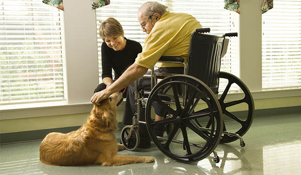bigstock-Elderly-Man-With-Woman-Petting-6786075