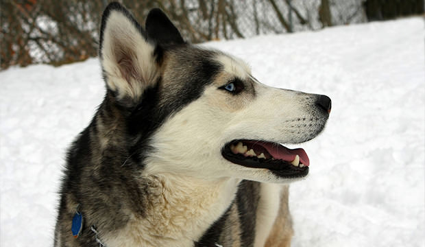 bigstock-Siberian-Husky-Dog-12340085