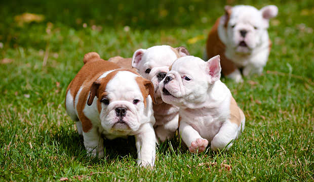 bigstock-english-bulldog-puppies-playin-44858602