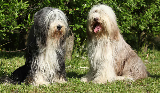 bigstock-Bearded-Collie-Sitting-In-The--69871585