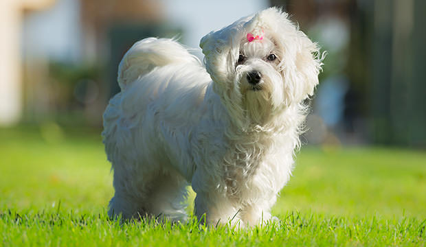 bigstock-Cute-Female-Maltese-Dog-64845427