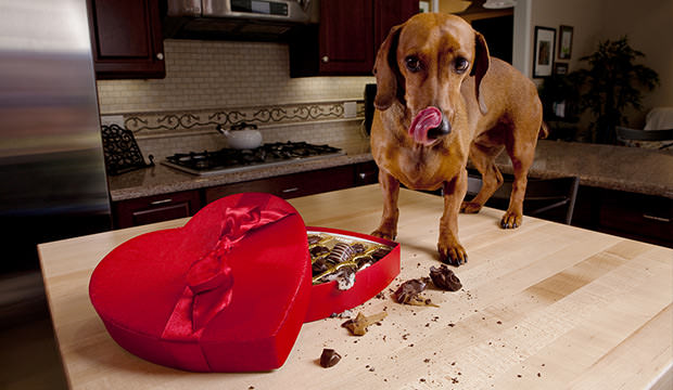 bigstock-Dog-Eating-Chocolates-From-Hea-8187245