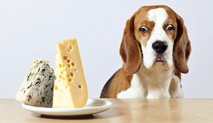 15 Foods You Should Never Give To Your Dog