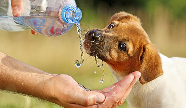 bigstock-Puppy-Drinking-Water-From-A-Bo-20114402