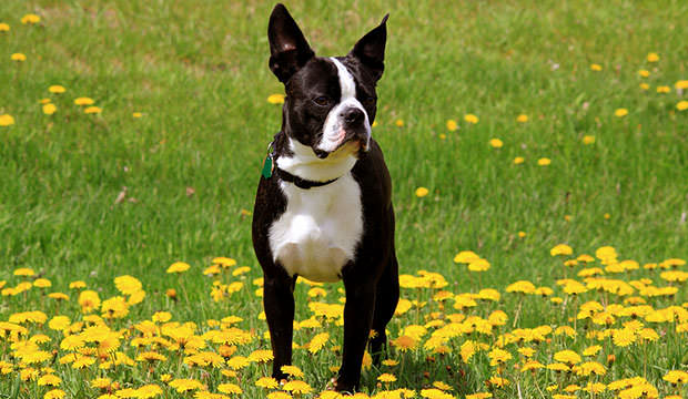 bigstock-boston-terrier-in-dandellion-p-20563262