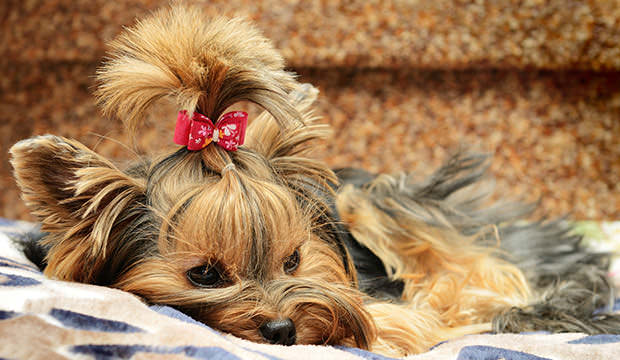 bigstock-cute-yorkshire-terrier-on-the--28583996