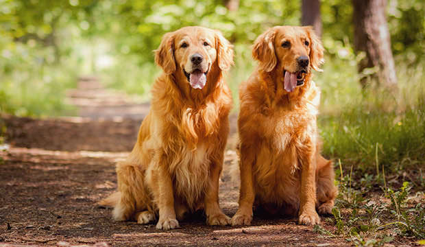 bigstock-Portrait-of-a-two-dogs-46749172