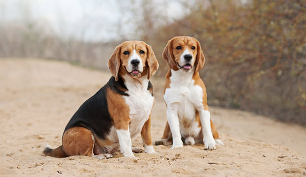 bigstock-Two-Funny-Beagle-Dogs-80692976