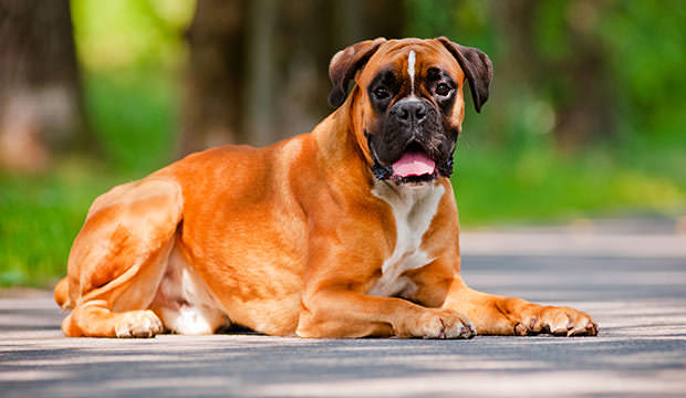 bigstock-red-german-boxer-dog-outdoors-48019043