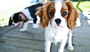 15 Best Dog Breeds For Novice Pet Owners