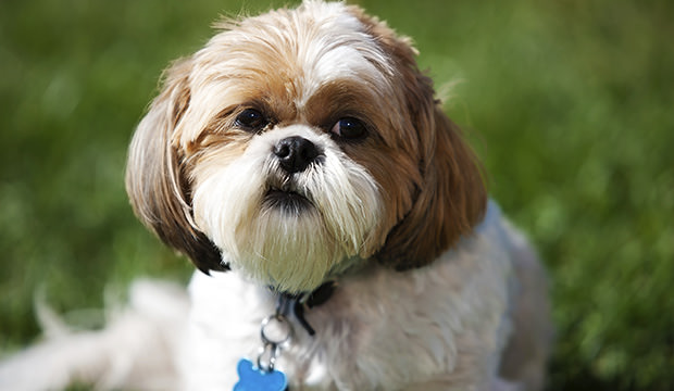 Top 15 Fluffy Dog Breeds - Dog Notebook