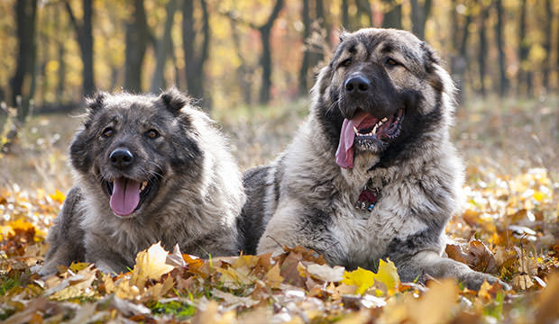 bigstock-Caucasian-Shepherd-Dogs-55951520