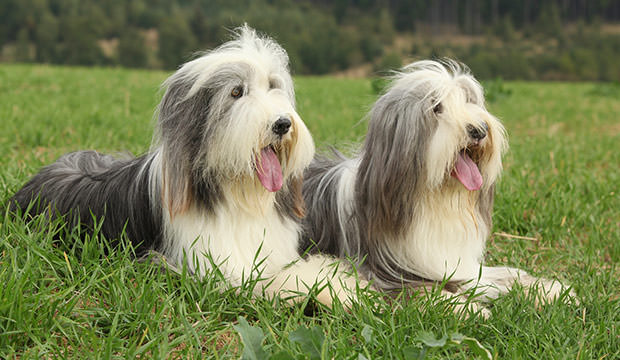 bigstock-Two-Amazing-Bearded-Collies-Ly-80443001