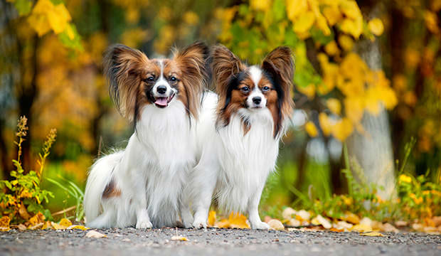 bigstock-two-Papillon-dogs-in-autumn-37261549