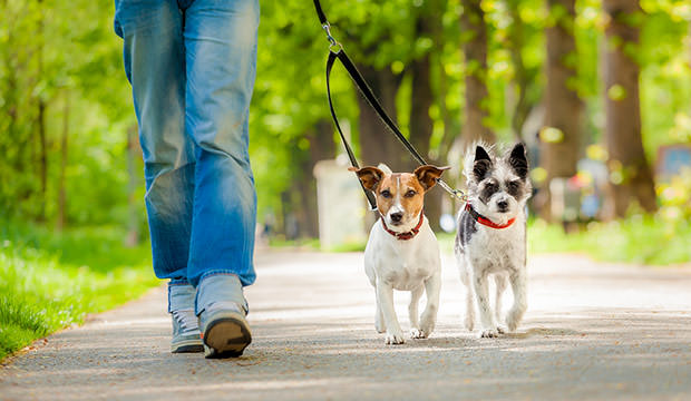 bigstock-Dogs-Going-For-A-Walk-64438567