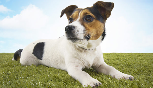 bigstock-Jack-Russell-terrier-lying-in--17649854