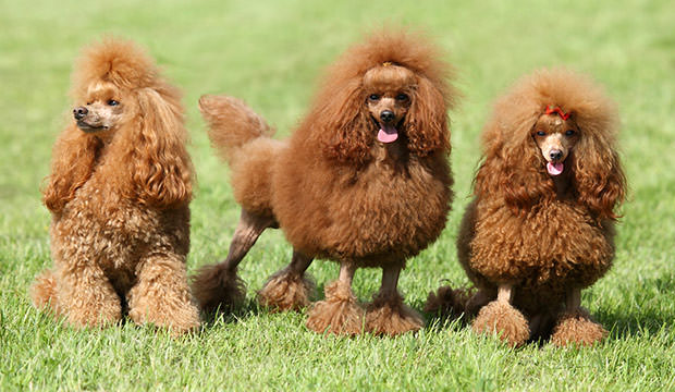 bigstock-Three-Red-Poodle-Posing-On-The-46327339