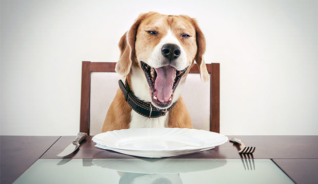 bigstock-Yawning-beagle-dog-tired-to-wa-81974936