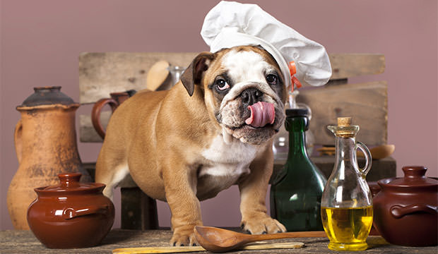 bigstock-english-Bulldog-puppy-in-chef--66071314