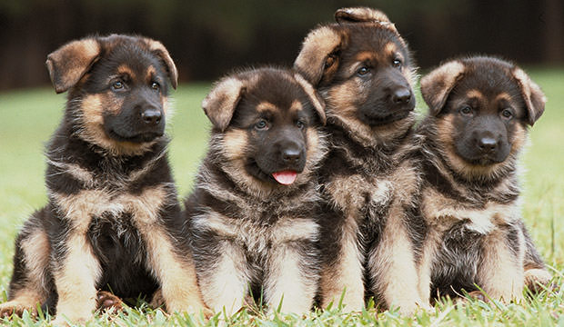bigstock-Four-German-Shepherd-Puppies-637286