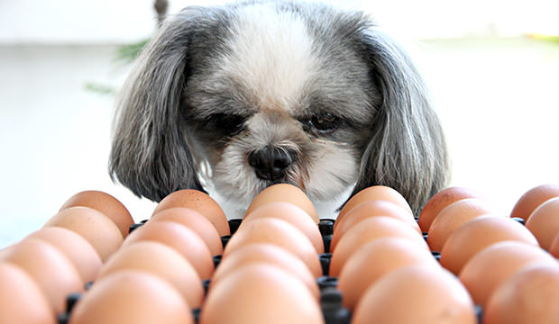 bigstock-The-Dog-Watching-Egg--54842942