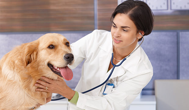 bigstock-Young-female-vet-examining-dog-33797387