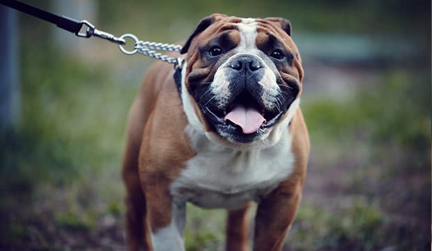 bigstock-english-bulldog-on-leash-72407275