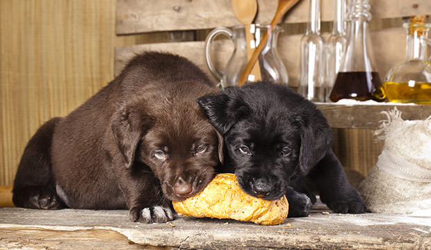 bigstock-labrador-puppies-and-breakfast-53177062