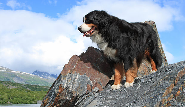 bigstock-Bernese-Mountain-Dog-3371425