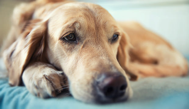 bigstock-Dog-lying-on-the-bed--golden--62447198
