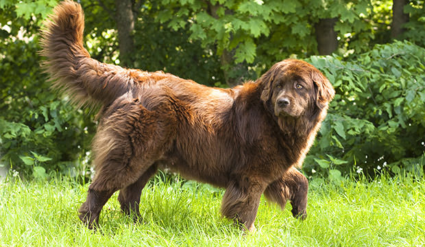 bigstock-Newfoundland-dog-breed-in-an-o-19452173
