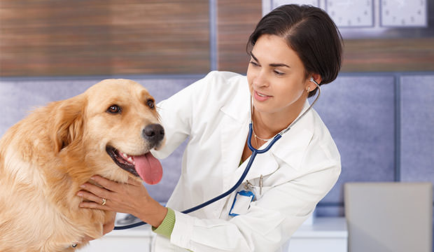 bigstock-Young-female-vet-examining-dog-33797387