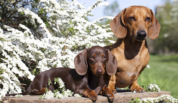 bigstock-dachshund-chocolate-puppy-and--90395009