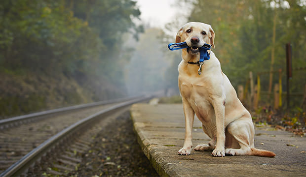 bigstock-Dog-On-The-Railway-Platform-73278040