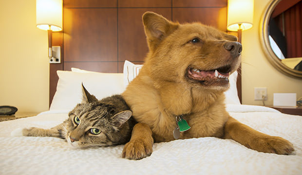 bigstock-Cat-And-Dog-Together-In-Hotel--94623140