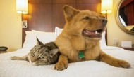 12 Reasons Why Dogs Are Better Than Cats