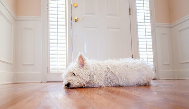bigstock-Dog-waiting-at-the-front-door-60214547