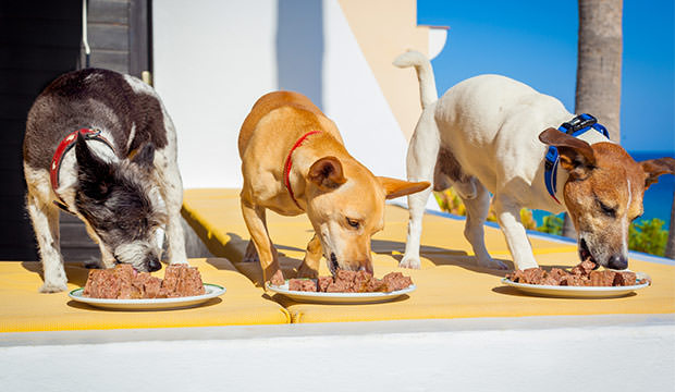 bigstock-Feed-The-Dogs-95571740