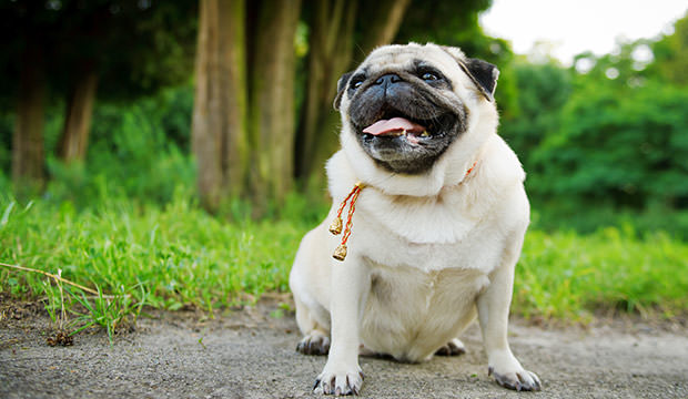Help Your Pug Deal With Excess Humidity - Dog Notebook