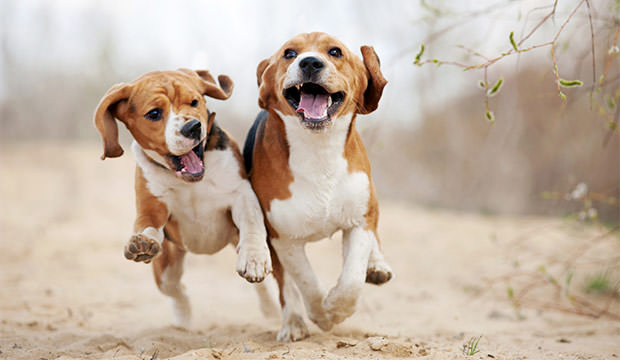 bigstock-Two-Funny-Beagle-Dogs-Running-80692949