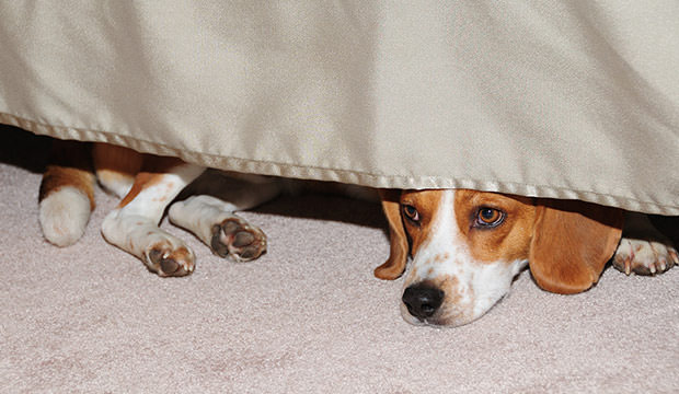 Image result for dog under the bed