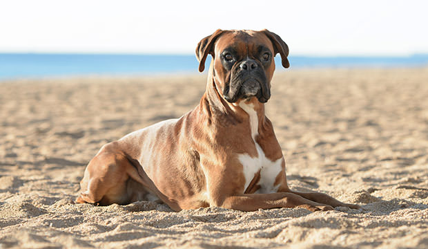 bigstock-Boxer-Dog-At-The-Beach-64709554