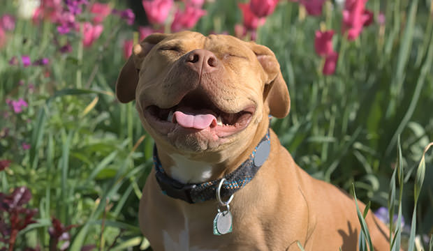 bigstock-Big-Smiles-from-a-Pit-Bull-90804629