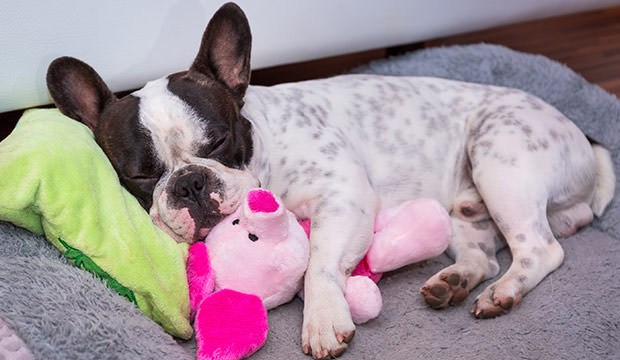 Frenchie holding a piglet puppet